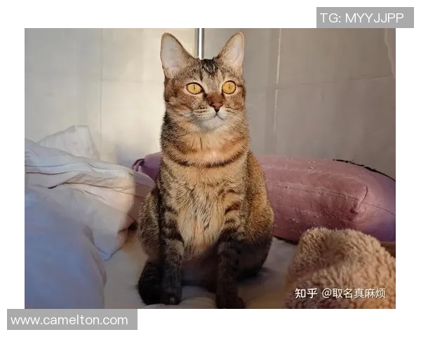 足球明星名字命名的猫咪们趣味大集合你最喜欢哪一只猫咪呢